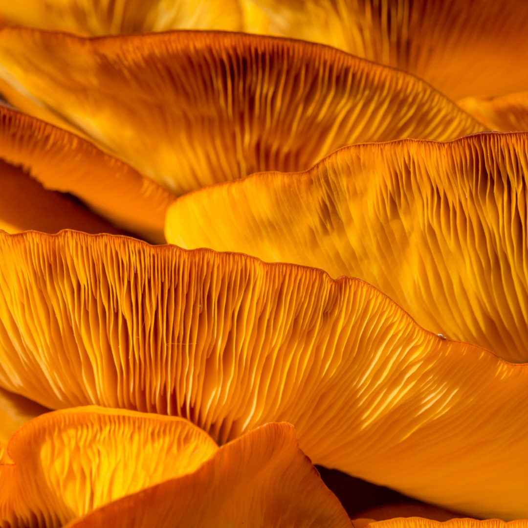 What Does Reishi Mushroom Do? Benefits for Pain, Skin, and Recovery