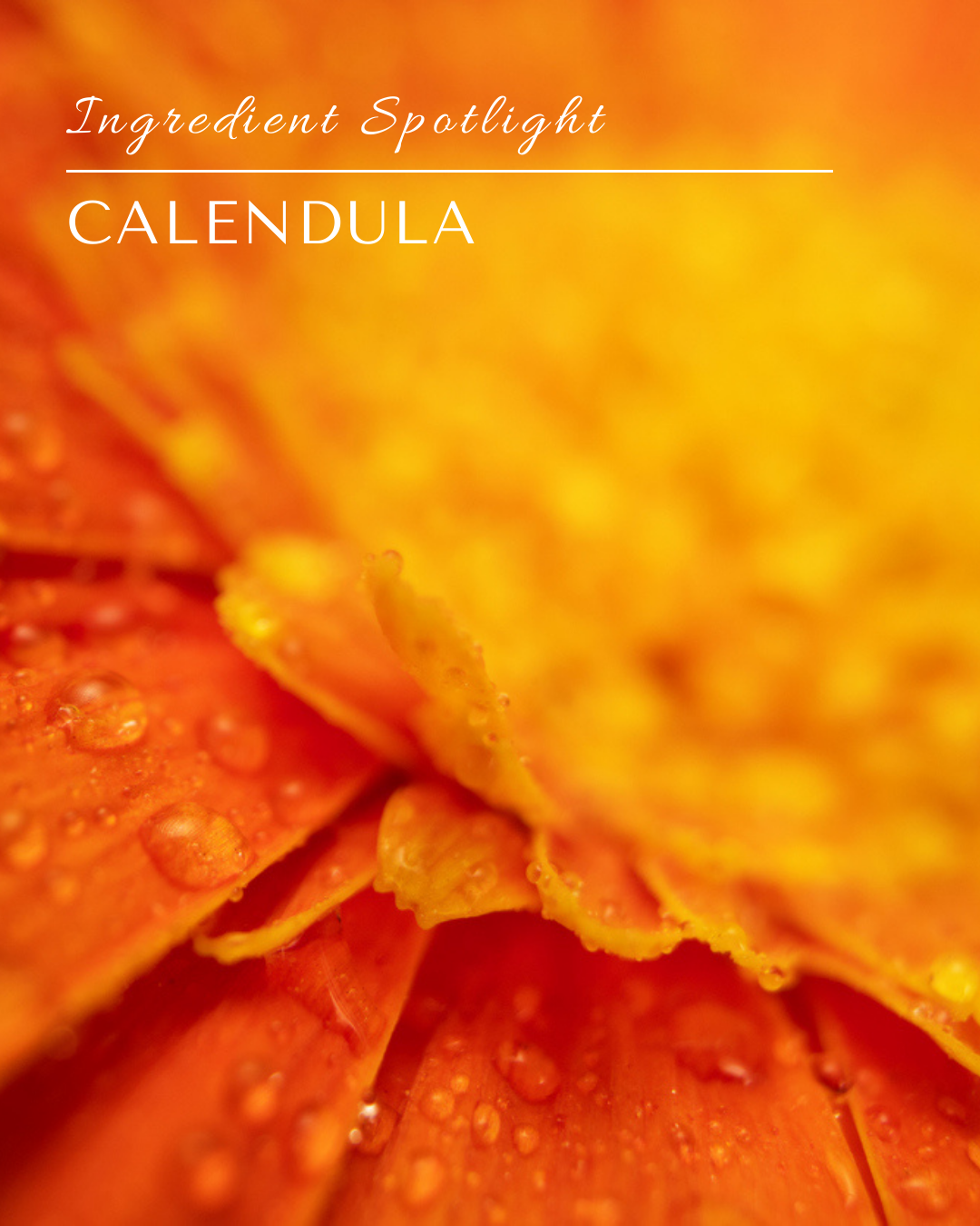 Ingredient Spotlight: Calendula - The Marigold That Makes Relief Skin-Kind