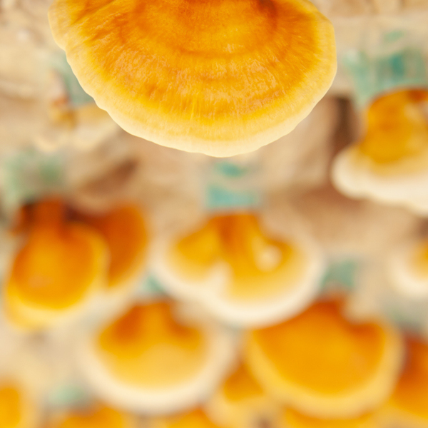 Why We Put Reishi Mushroom in Our Pain Cream (And Why It Works)