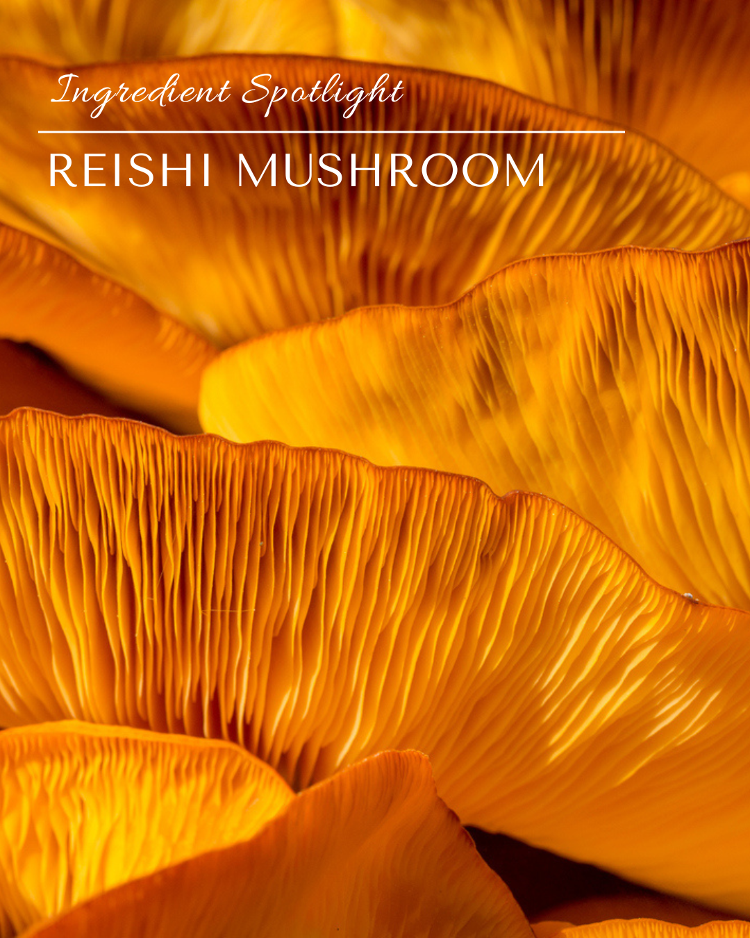 Ingredient Spotlight: Reishi Mushroom