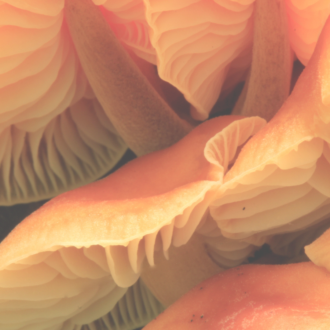 Functional Mushrooms: The Future of Healing is Fungi