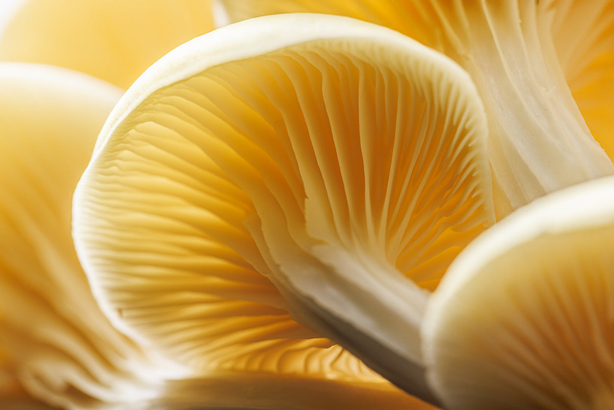 Drugstore Pain Creams vs. Reishi Rescue: Why Your Skin Has Been Paying for Your Relief
